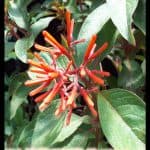 Hamelia patens