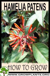 How to grow Hamelia patens