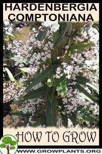 How to grow Hardenbergia Comptoniana