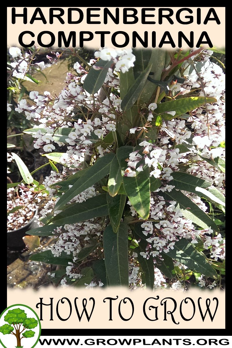 How to grow Hardenbergia Comptoniana