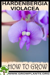 How to grow Hardenbergia violacea