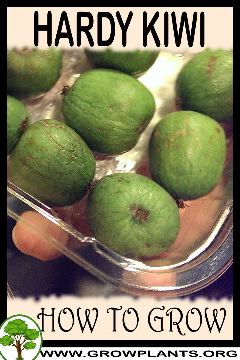 How to grow Hardy kiwi