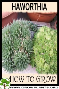 How to grow Haworthia