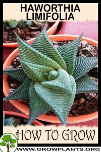 How to grow Haworthia limifolia
