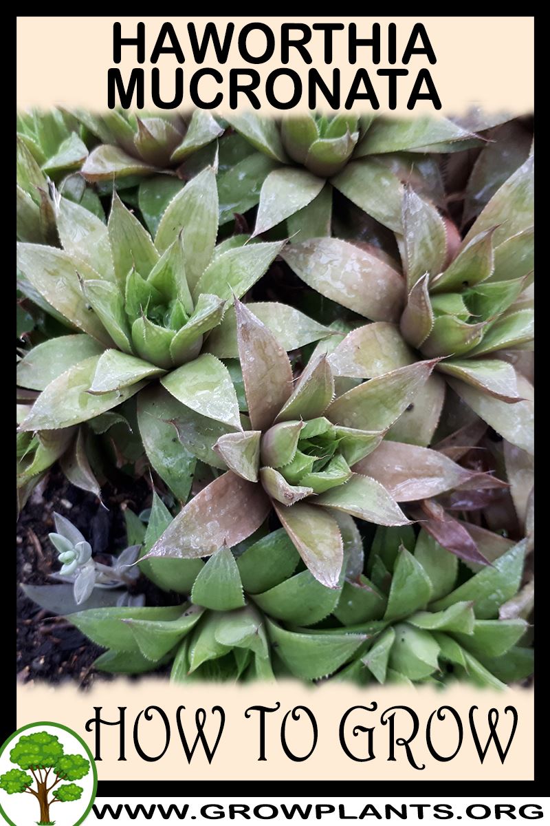 How to grow Haworthia mucronata