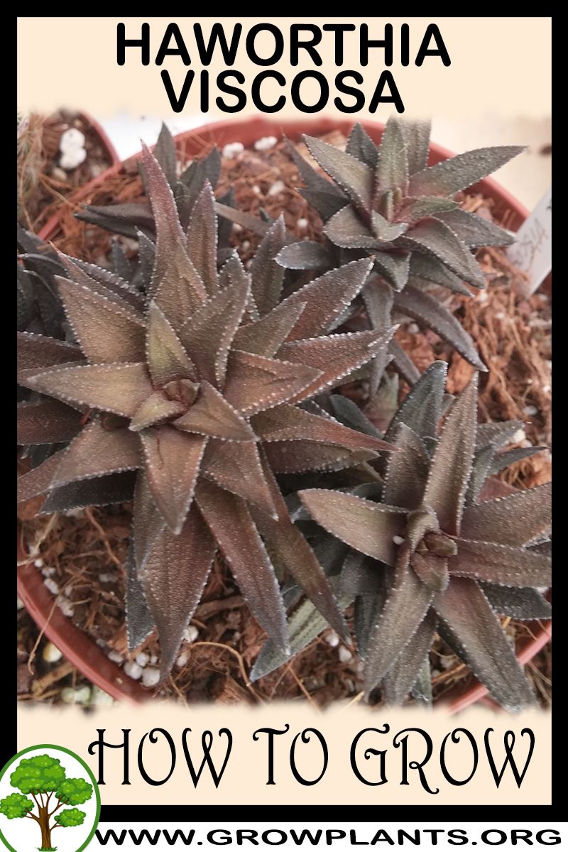 How to grow Haworthia viscosa