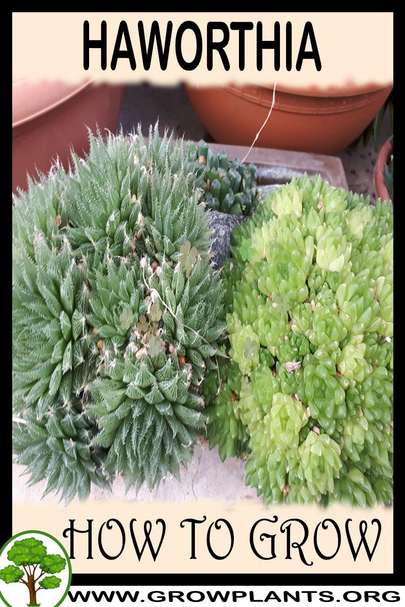 How to grow Haworthia