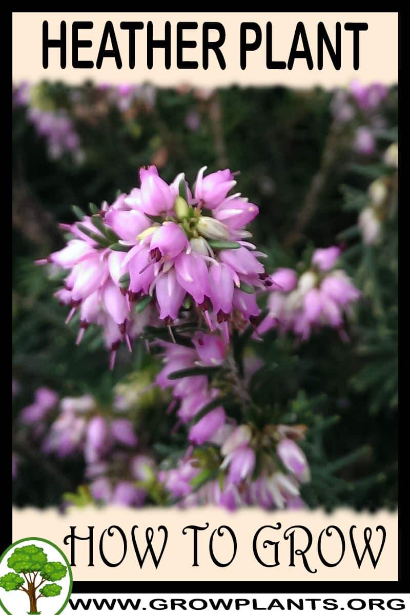 heather plant for sale