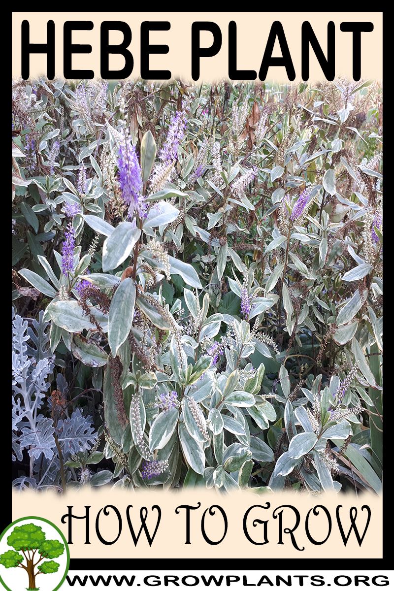 Hebe plant How to grow & care