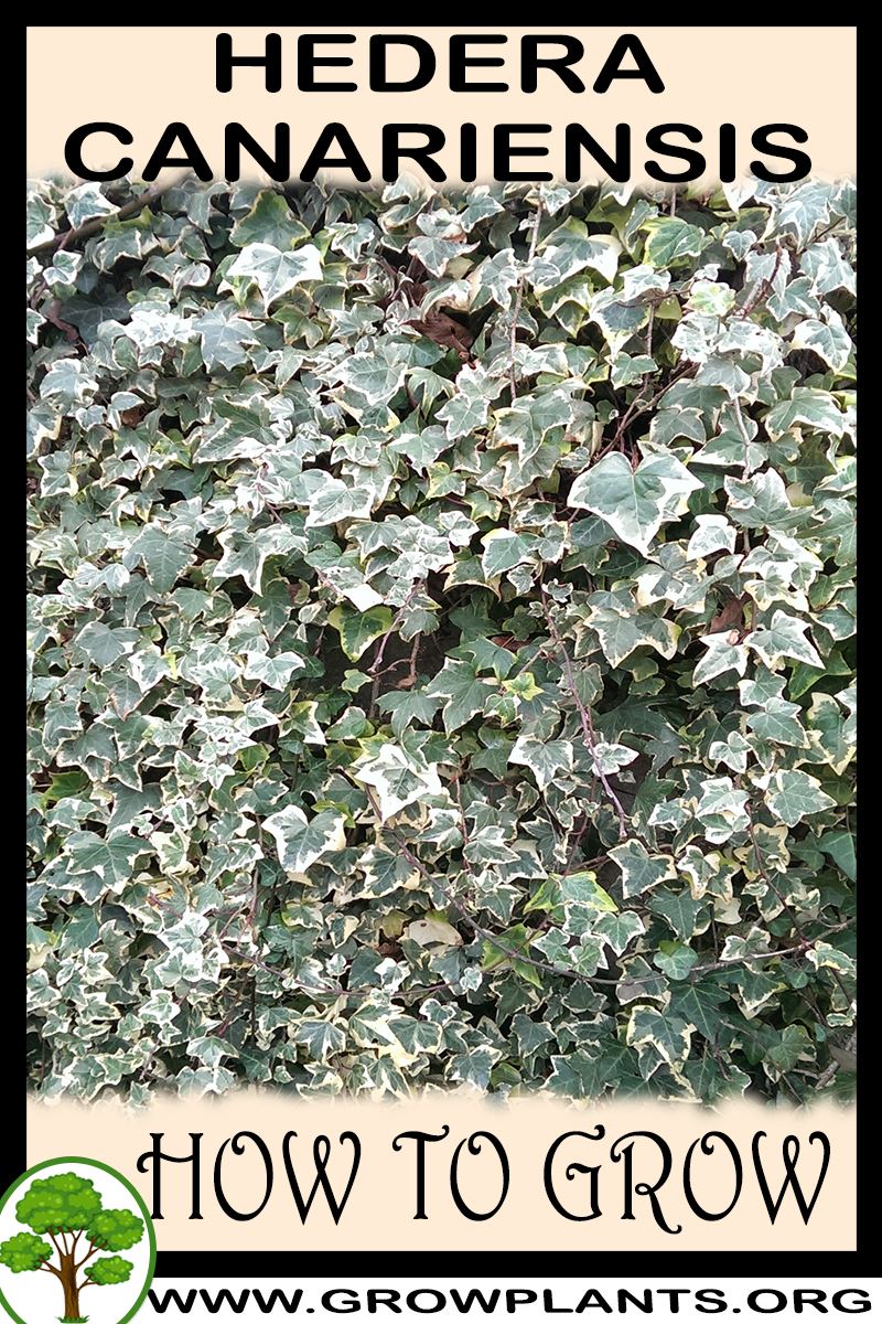 How to grow Hedera canariensis