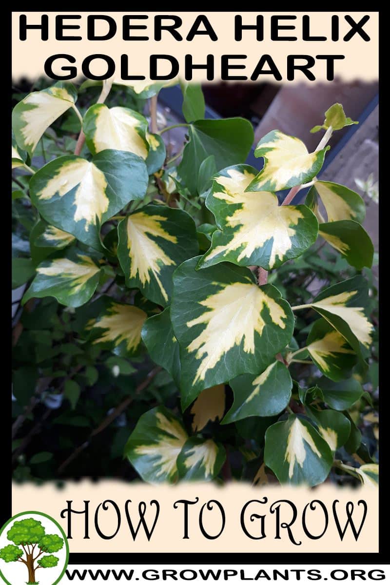 How To Grow Hedera Helix