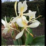 Hedychium flavescens