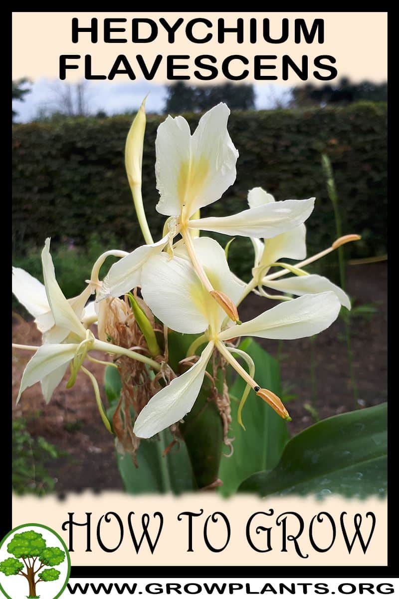 How to grow Hedychium flavescens