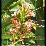 Hedychium gardnerianum