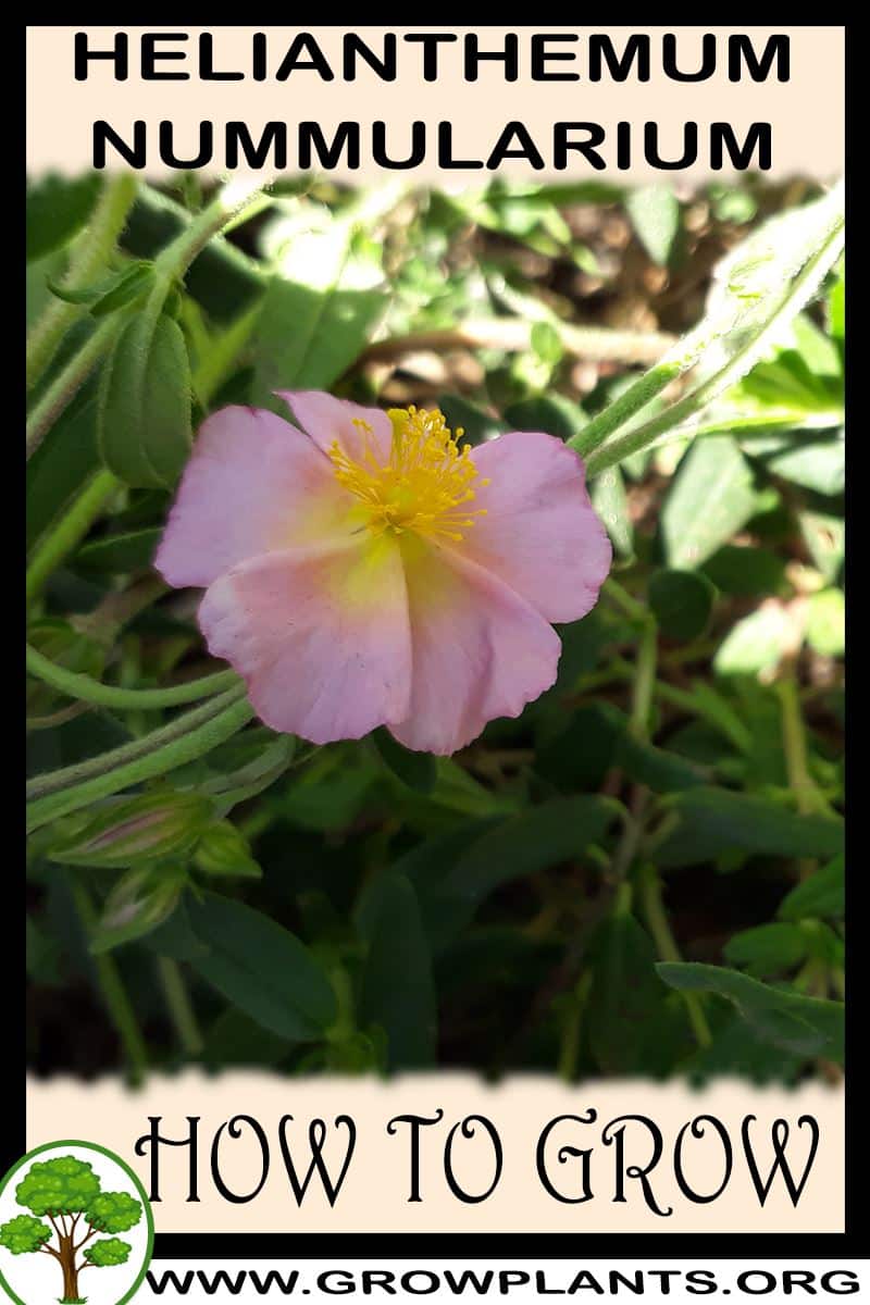 How to grow Helianthemum nummularium