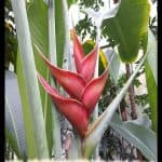 Heliconia bihai