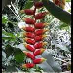 Heliconia rostrata