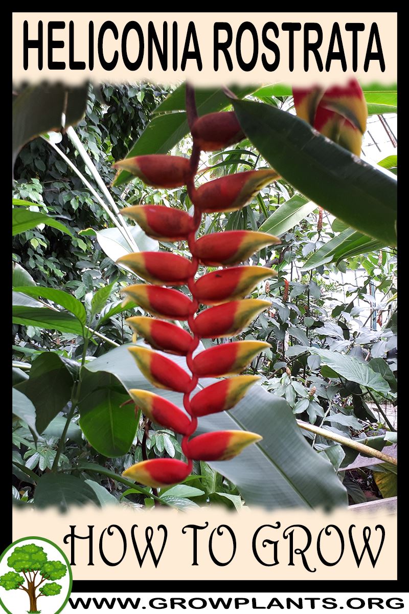 Heliconia rostrata How to grow & care