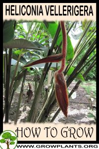 How to grow Heliconia vellerigera