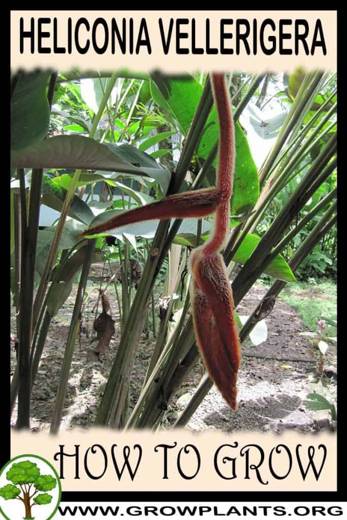 Heliconia vellerigera