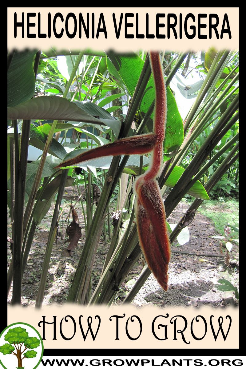 How to grow Heliconia vellerigera