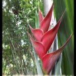 Heliconia wagneriana