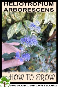 How to grow Heliotropium arborescens