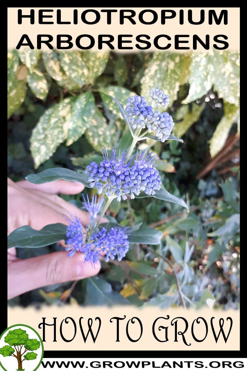 How to grow Heliotropium arborescens