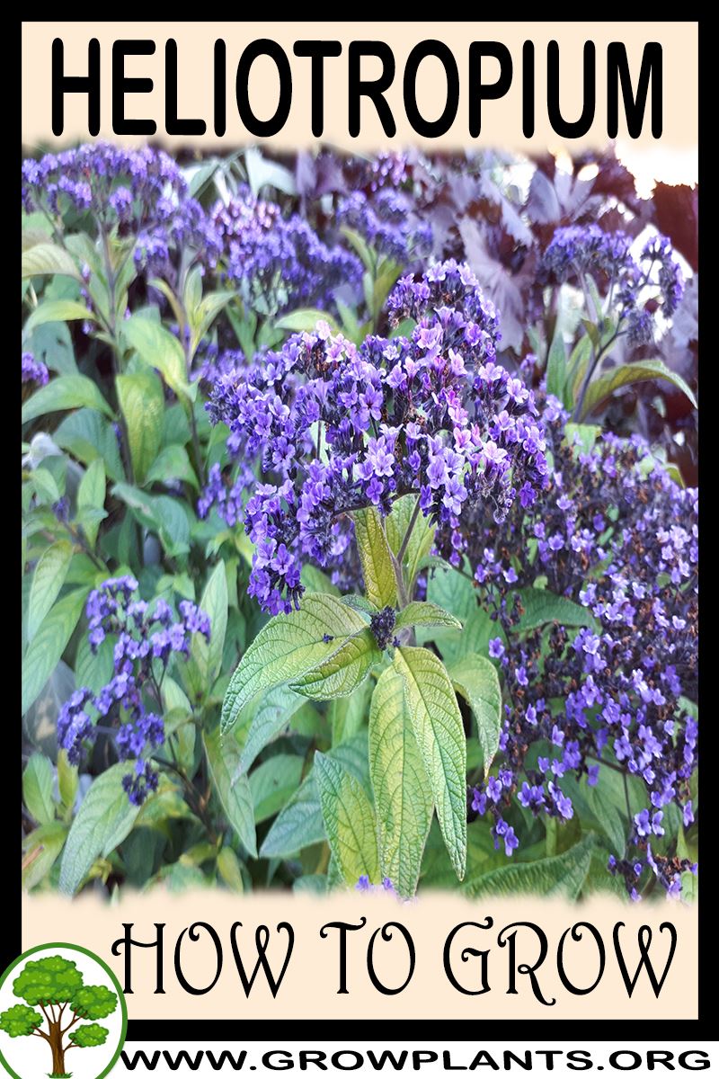 How to grow Heliotropium