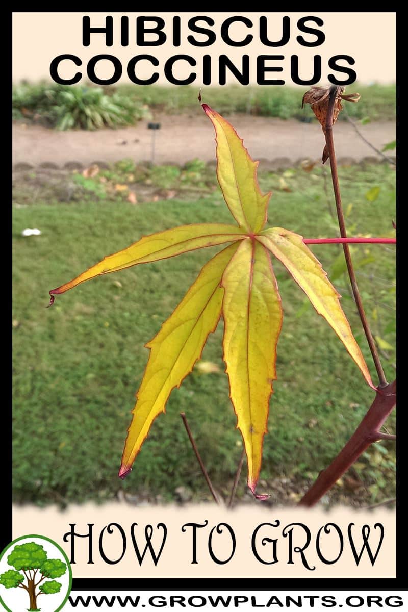 How to grow Hibiscus coccineus