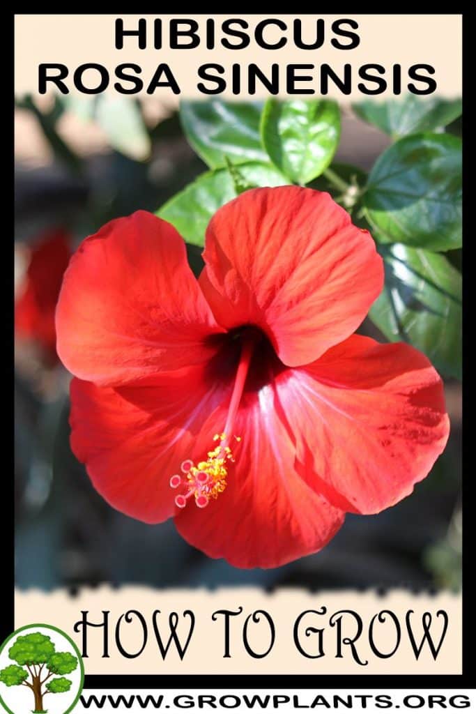 Hibiscus rosa sinensis