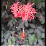 Hibiscus schizopetalus