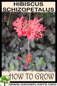 How to grow Hibiscus schizopetalus