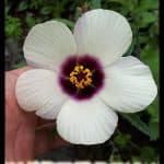 Hibiscus trionum