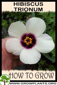 How to grow Hibiscus trionum