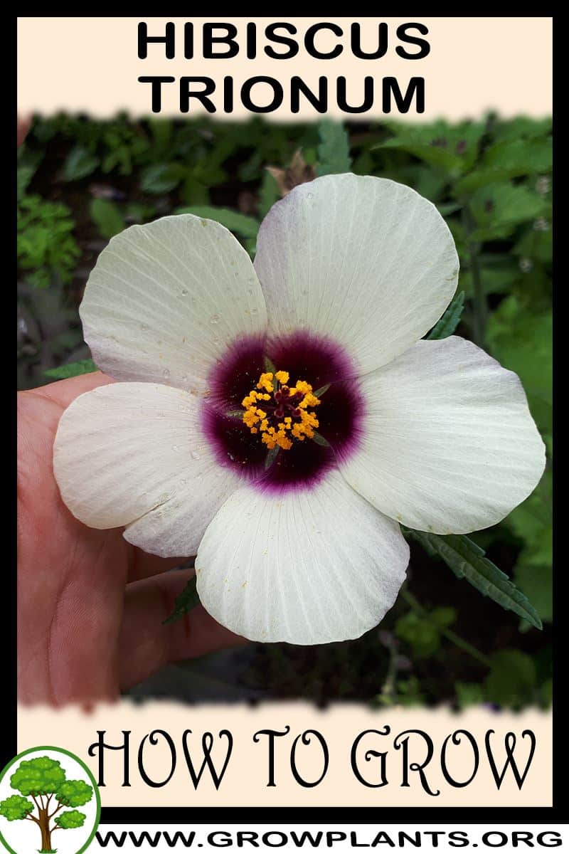 How to grow Hibiscus trionum