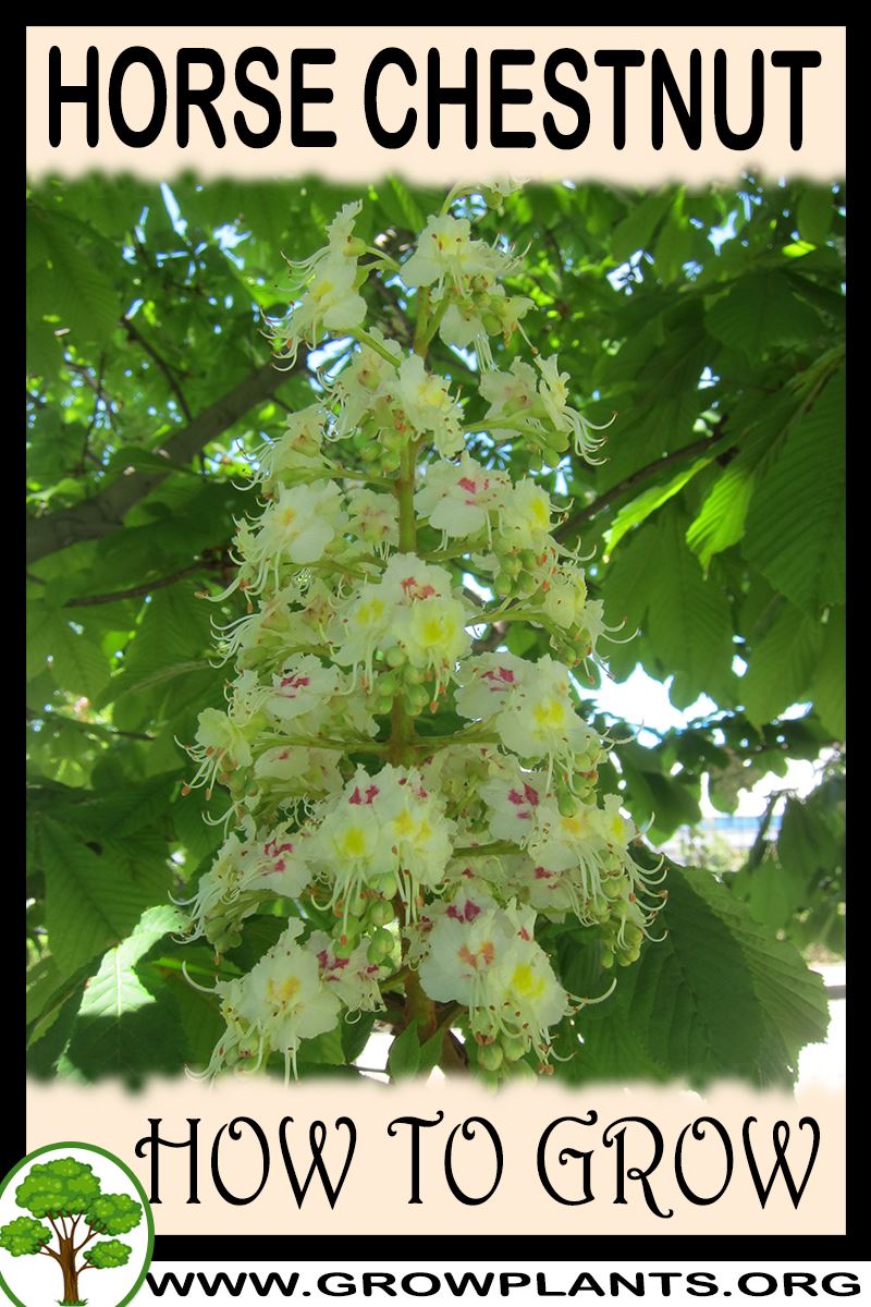 How to grow Horse chestnut