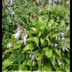 Hosta lancifolia