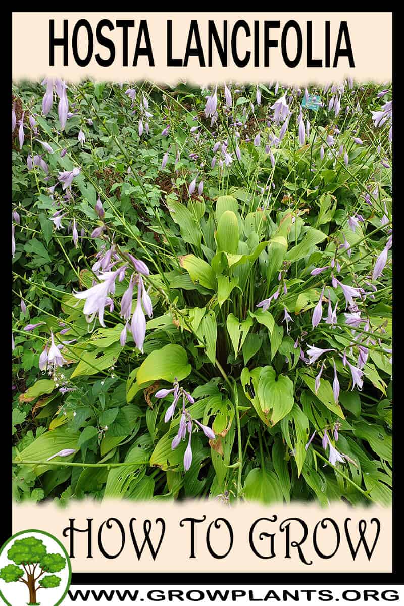 How to grow Hosta lancifolia