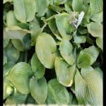 Hosta plant