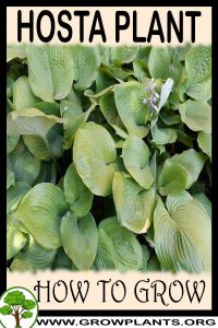 How to grow Hosta plant