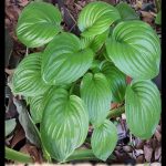Hosta plantaginea