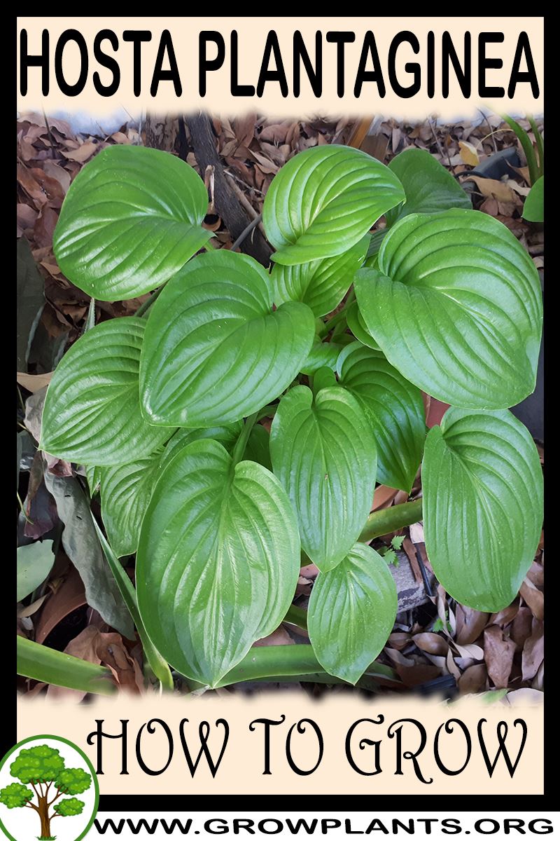 Hosta plantaginea - How to grow & care