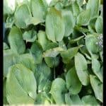 Hosta sieboldiana