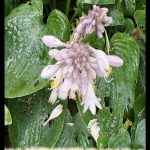 Hosta tardiana