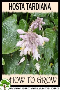 How to grow Hosta tardiana