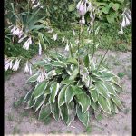 Hosta undulata albomarginata