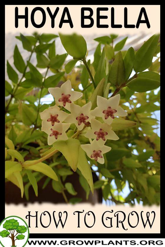 How to grow Hoya Bella