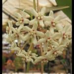 Hoya calycina
