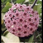 Hoya carnosa